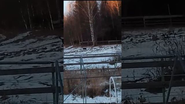 Прогулка ❄️🐶😊