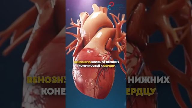 Можно ли носить каблуки при варикозе?