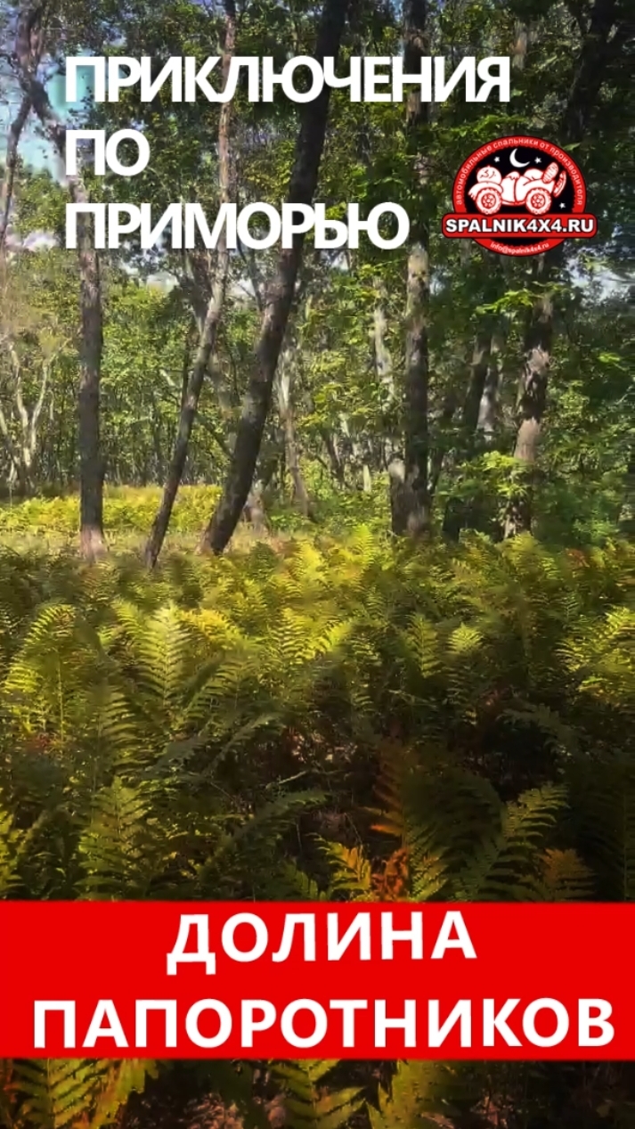 Долина папоротников 🌿 осенней Дальневосточной тайги. Путешествие по Приморью. #spalnik4x4