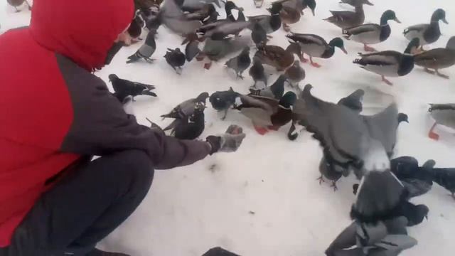 голуби мешают кормить уток (pigeons hinder from feeding ducks) 2023 02 28
