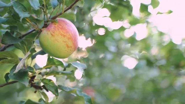 10of the top apple producers in the world