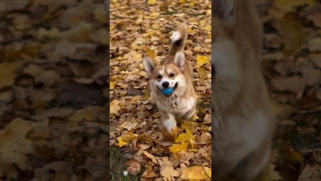 Золотая осень. Мой красивый Боб