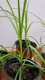 Циперус Фараон из семян