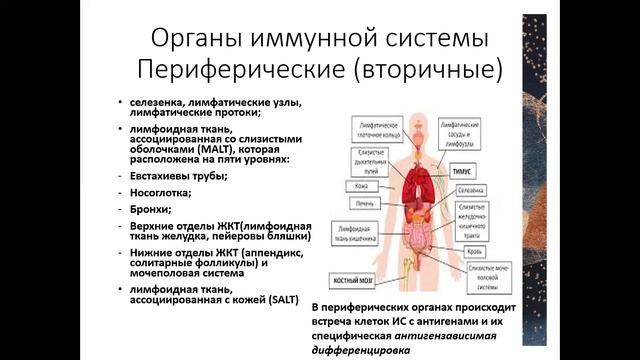 Введение в иммунологию