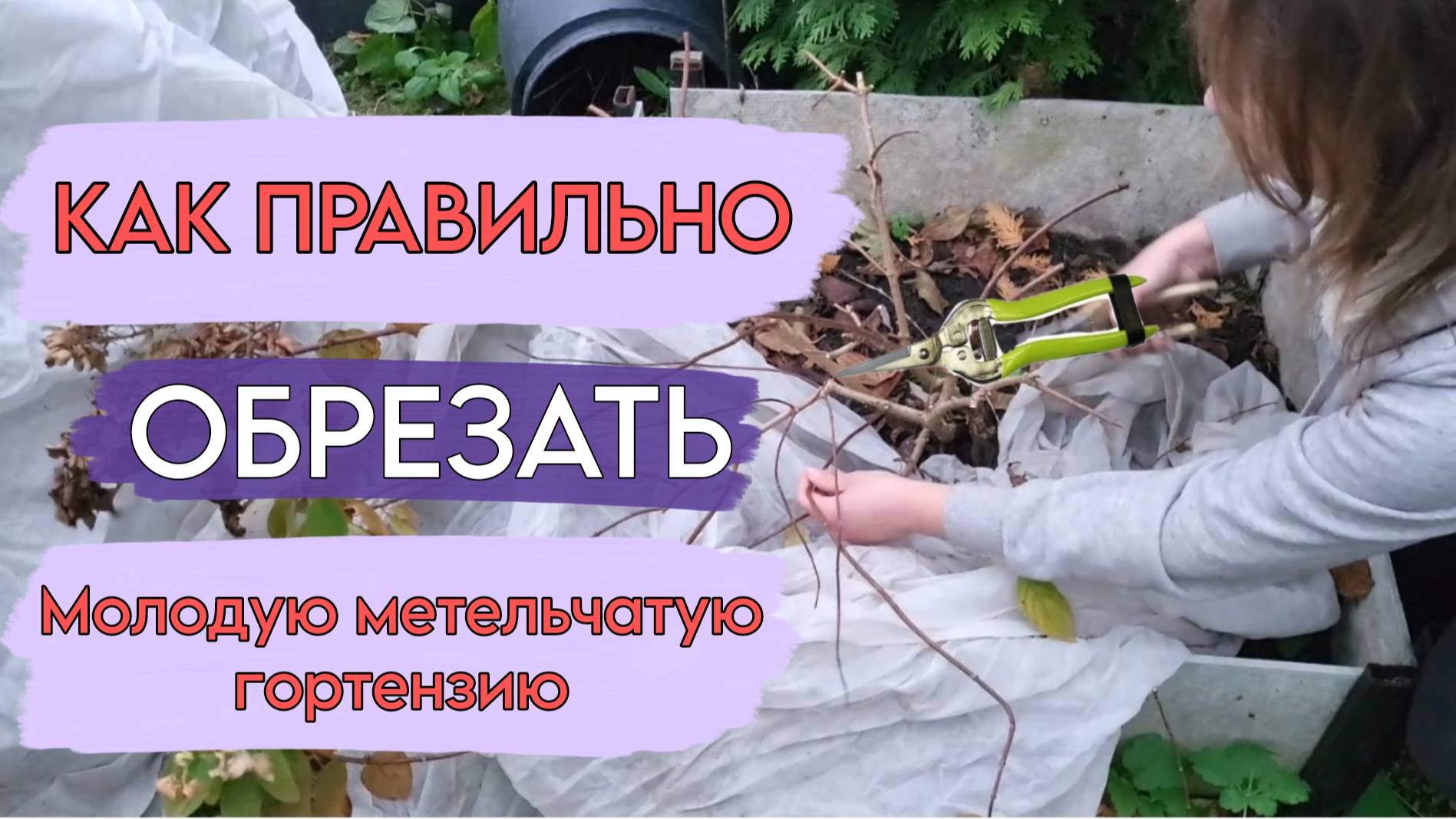 Осенняя обрезка метельчатой гортензии