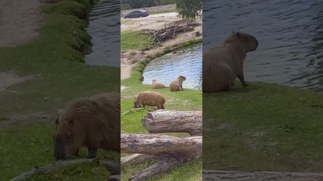 сафари парк ✨️