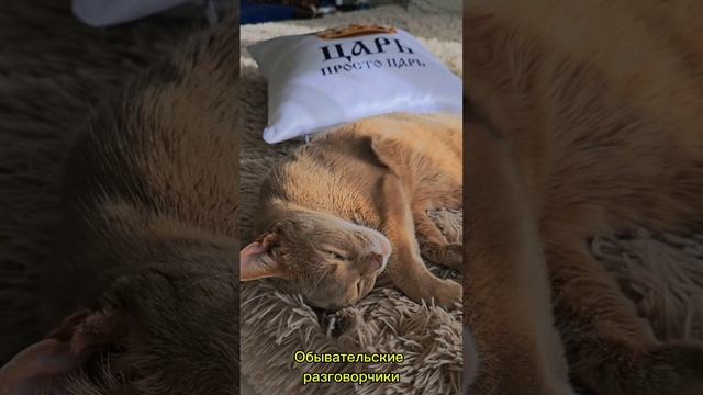 #котик - Царская особа