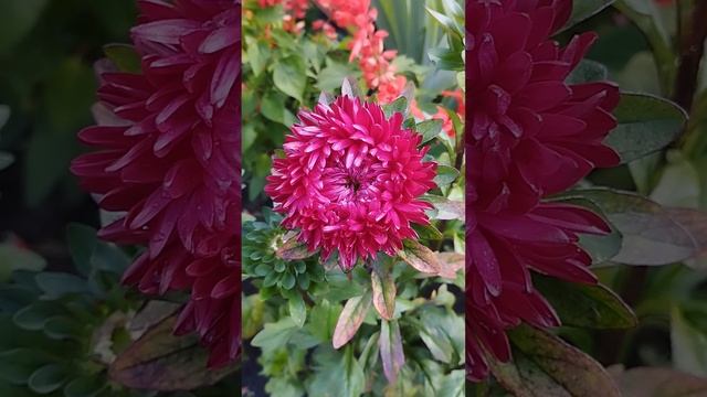 Живая природа, цветы #природа