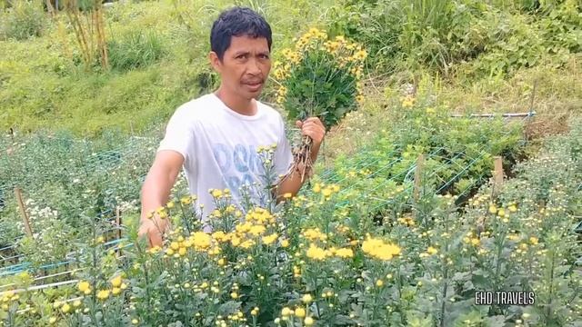 Miracle View Eco Park|HARVESTING CHRYSANTHEMUMS| Mums| Ormoc City