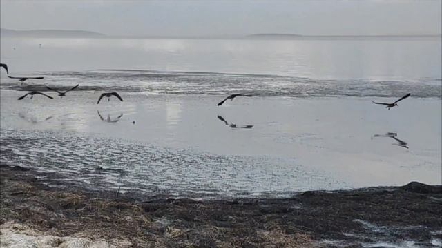 На  лимане появились цапли. Для них это лучшее место.