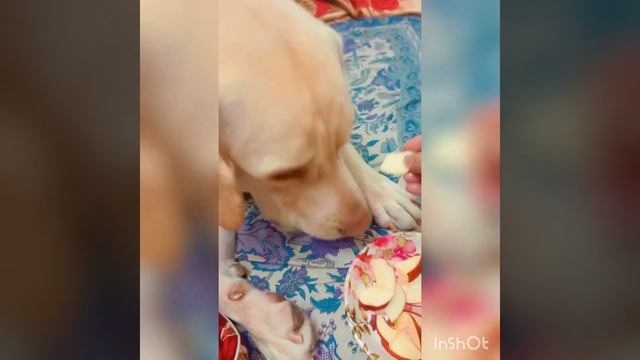 Jasper Love eating Apple 🍎🐾 #food #foodie #apple #fruit #dog #pets #baby #love