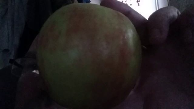 Apple of my eye giant