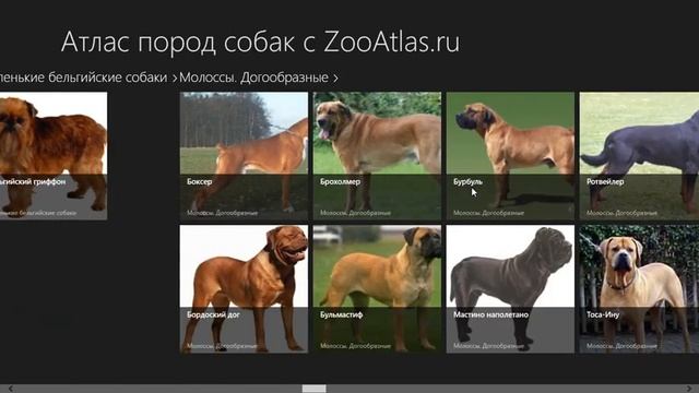 Атлас потод собак для WINDOWS 8.1