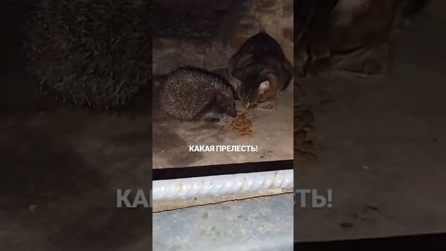 КАКАЯ ПРЕЛЕСТЬ!