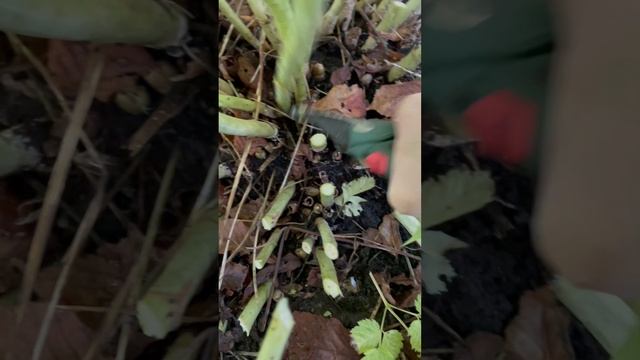 Волжанку обрезать нужно перед заморозками