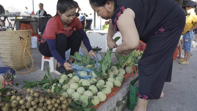 Harvesting Green Custard Apple Go to Market Sell  Explore With Lý Nguyệt Anh