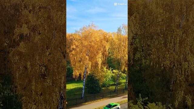 Золотая осень 🍂