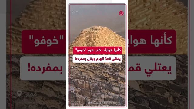 مشاهد متداولة للكلب الذي اعتلى قمة هرم "خوفو" وهو ينزل بمفرده