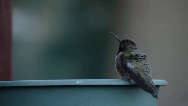 Hummingbird Staredown