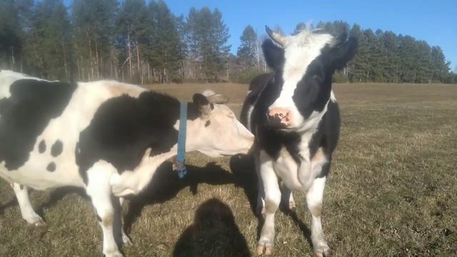 Вот кто вдохновляет Милашу давать молоко без отела - Камадхену (2,5 года), 19.10.24