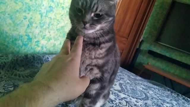 кот Граф больно разодрал