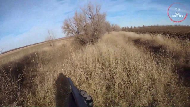 Охота. Осень. 2023г. Заяц