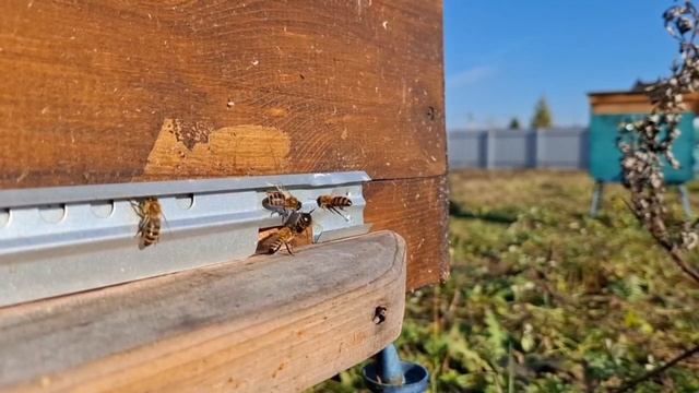 Пасека на Наре и осенний лес.