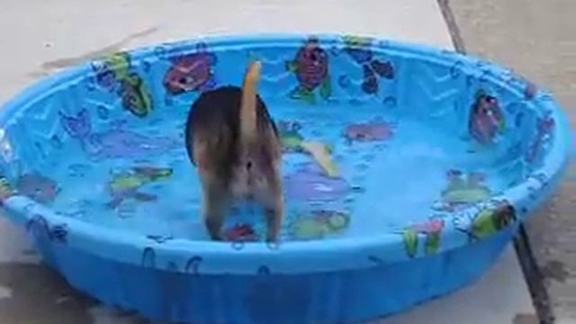 Dog gone Fishing