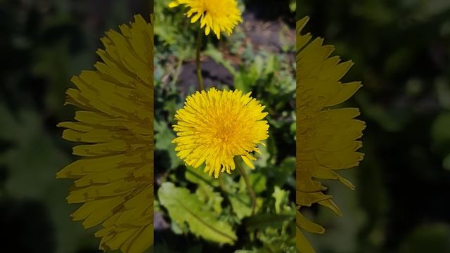 Живая природа, цветы
