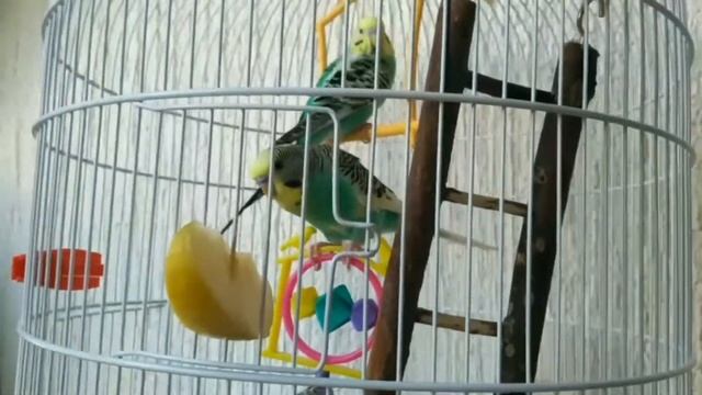 budgie eating an apple for the first time