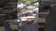 Feeding 3 does some apples. 1/7/16
