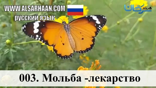 003  Мольба  Лекарство