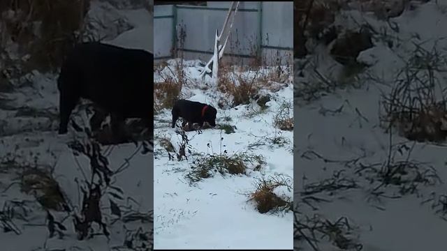 VID-20241012-WA0000.mp4