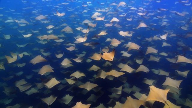 Underwater Cownose Rays 4K Amazing Relaxation Video Wallpaper of macOS Sonoma
