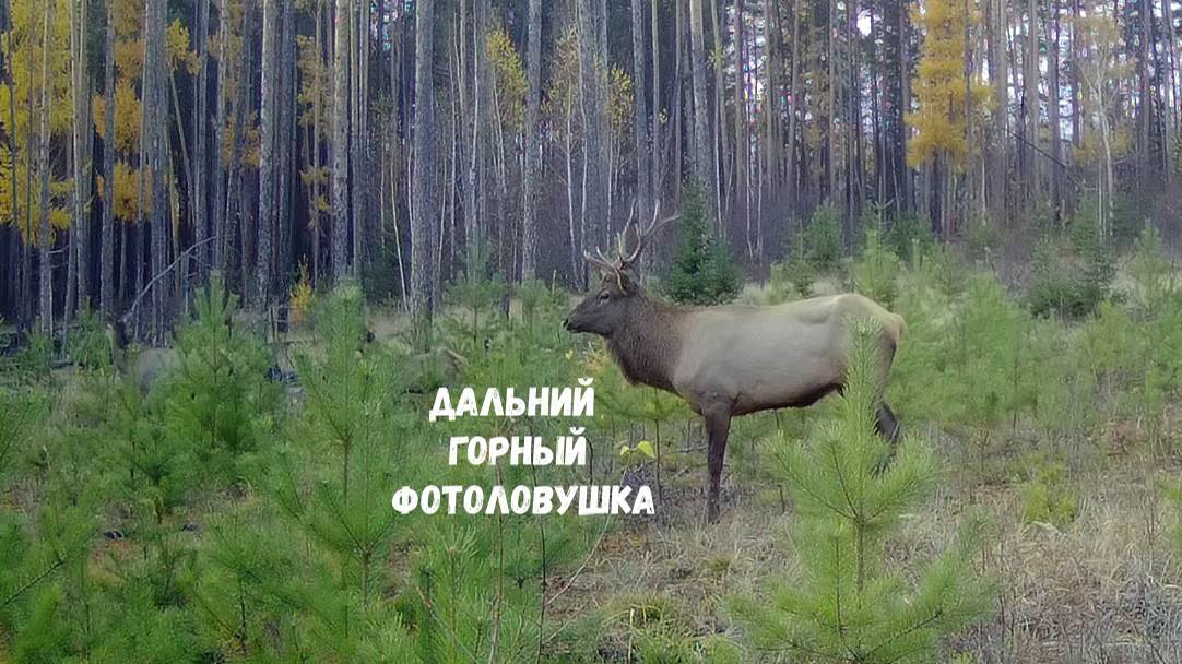 ДАЛЬНИЙ И ГОРНЫЙ ПУТИКИ. КАДРЫ С ФОТОЛОВУШКИ.