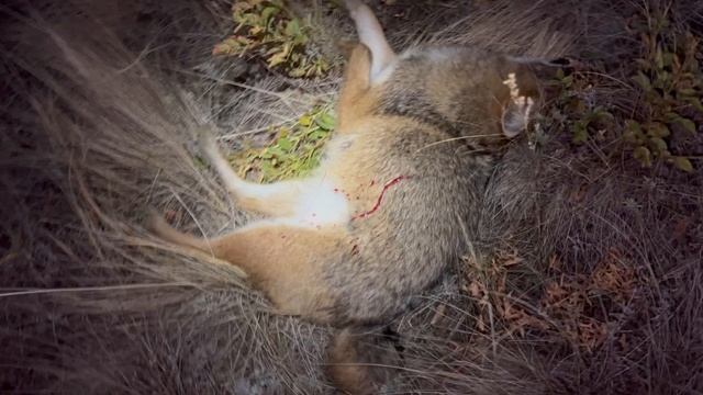 21.10.2024 г. Продолжение охоты на шакала в Волгоградских степях, карабин R715 калибр .223rem