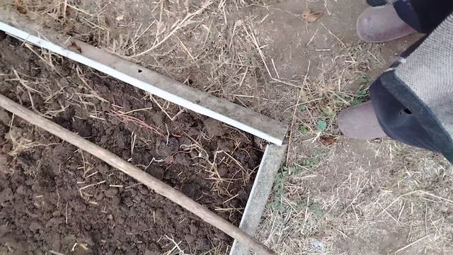 Батат без агротехники.