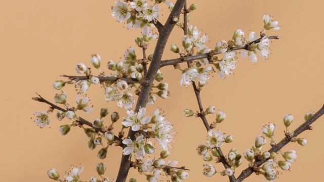 Ведьмак | Создано с помощью нейросети