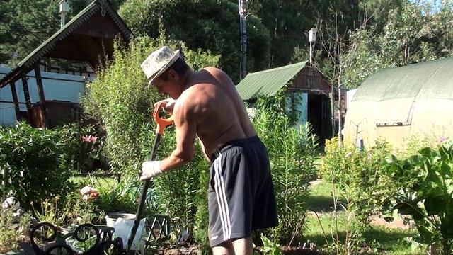 Посадили тую и подмосковную розу// Пересадили хосту и пожарили шашлык