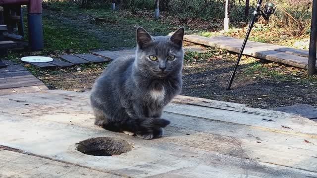 Минус шесть котят.