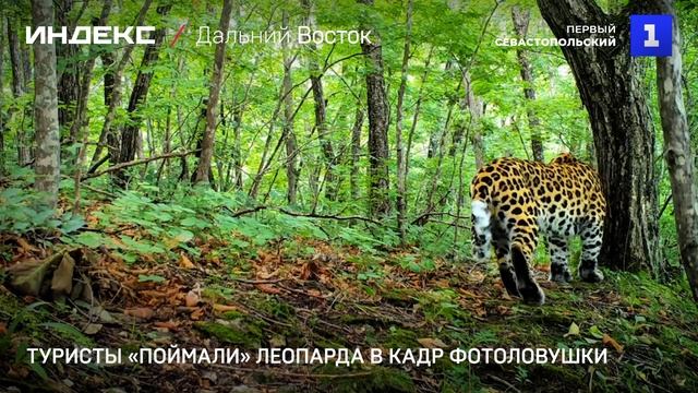 Туристы «поймали» леопарда в кадр фотоловушки