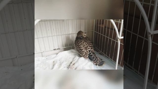 Шок контент - хищник в клетке! Церебральная пустельга под присмотром большого брата.