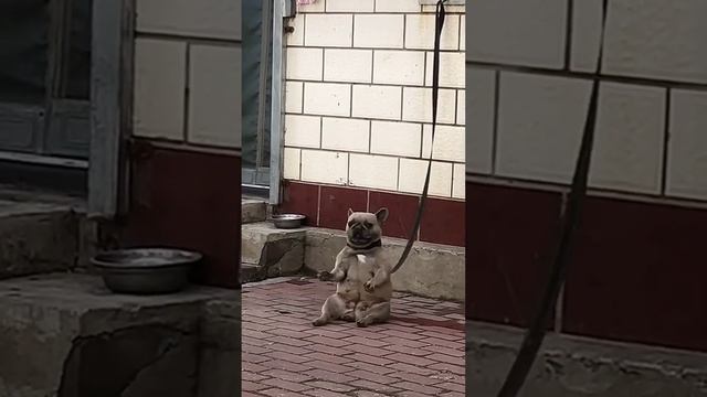 Развлекаюсь, как могу #dog #memes #funny #pets