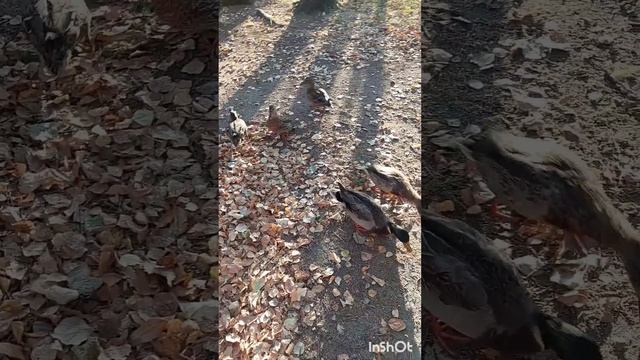 Уточки в парке! Екатеринбург