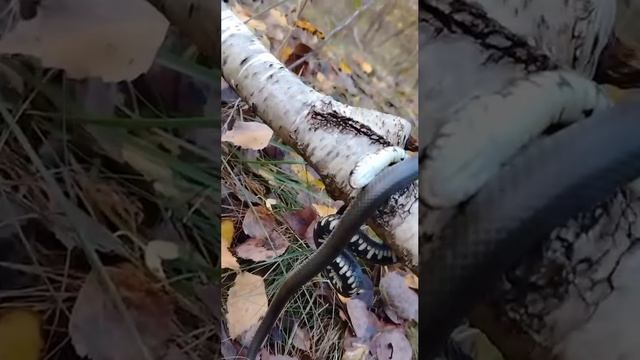 Змея трипует Мухомор