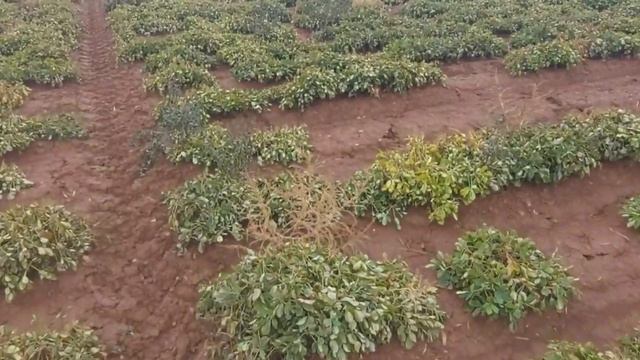 Дневник Агронома №18 Уборка арахиса в Волгоградской области