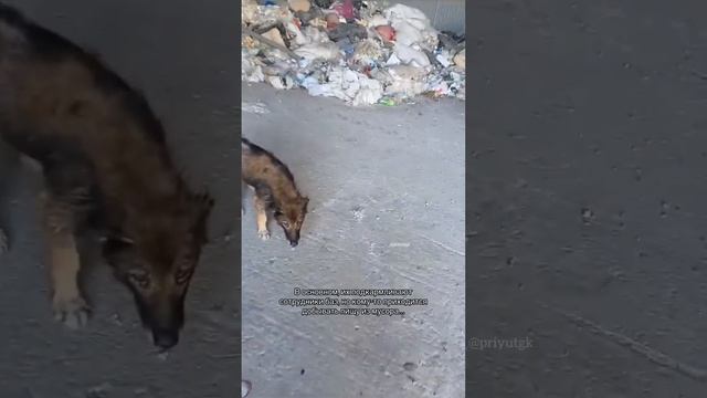 Около 30 собак выживают на базах