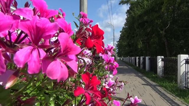 Art Manij #ФОН 🌳у цветов🌺🌸🌹