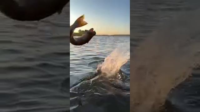 Изящный выход из воды у щуки