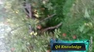 golden apple| apple trees|golden apple seedling|apple harvest|if trees dropped golden apples|#apple